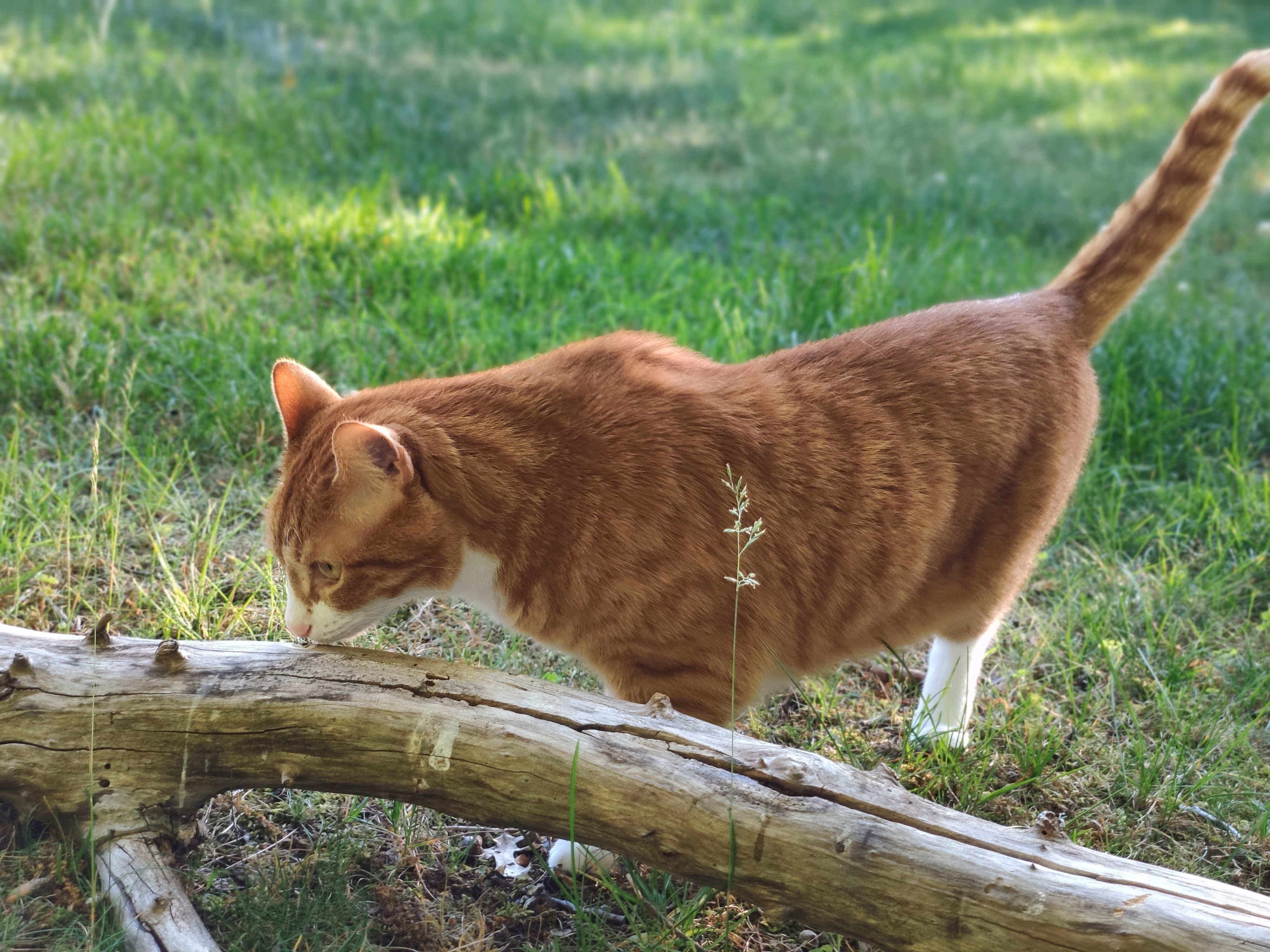黑虎斑猫平平