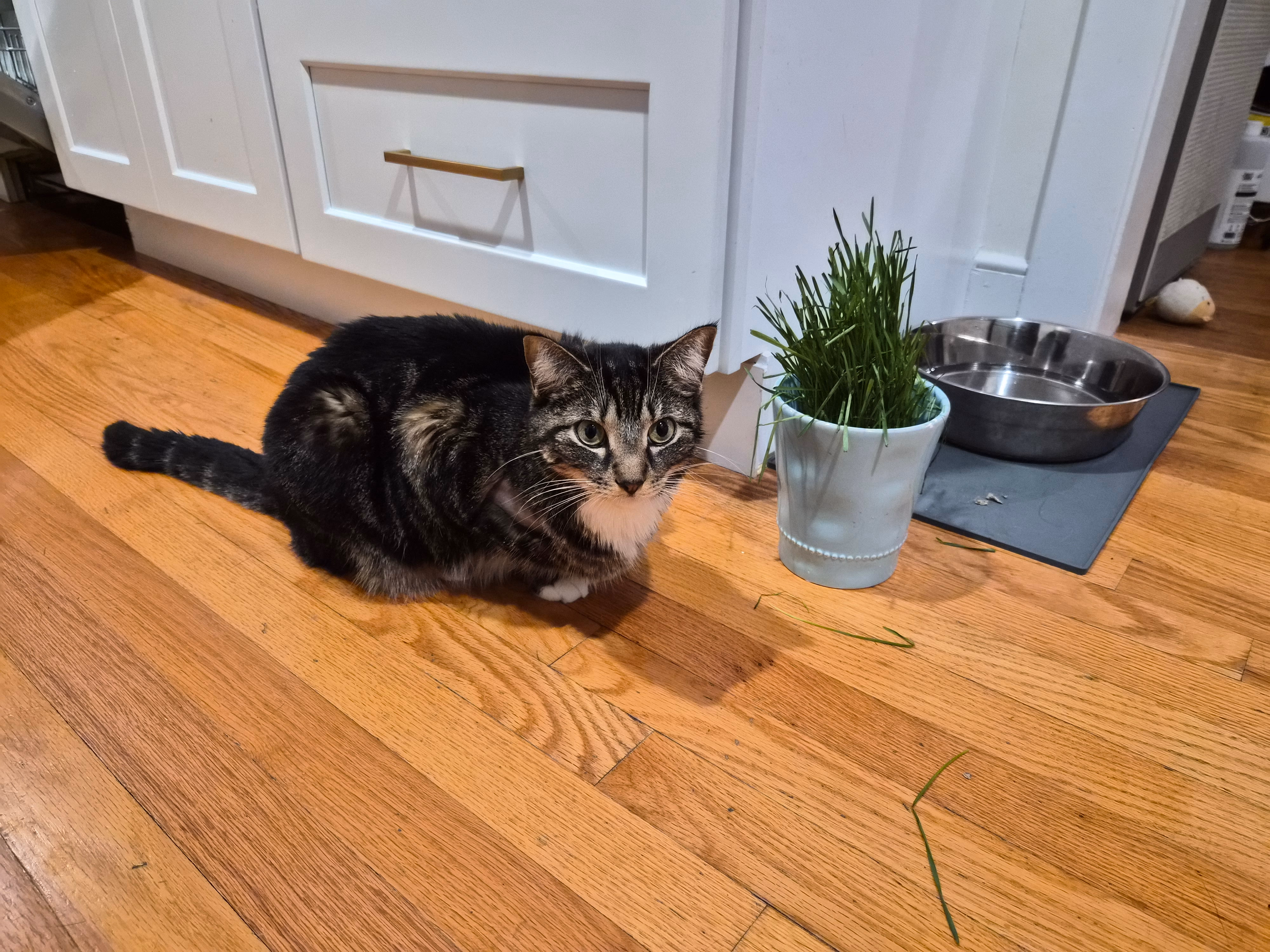 Coco 在厨房里，旁边是她的猫草