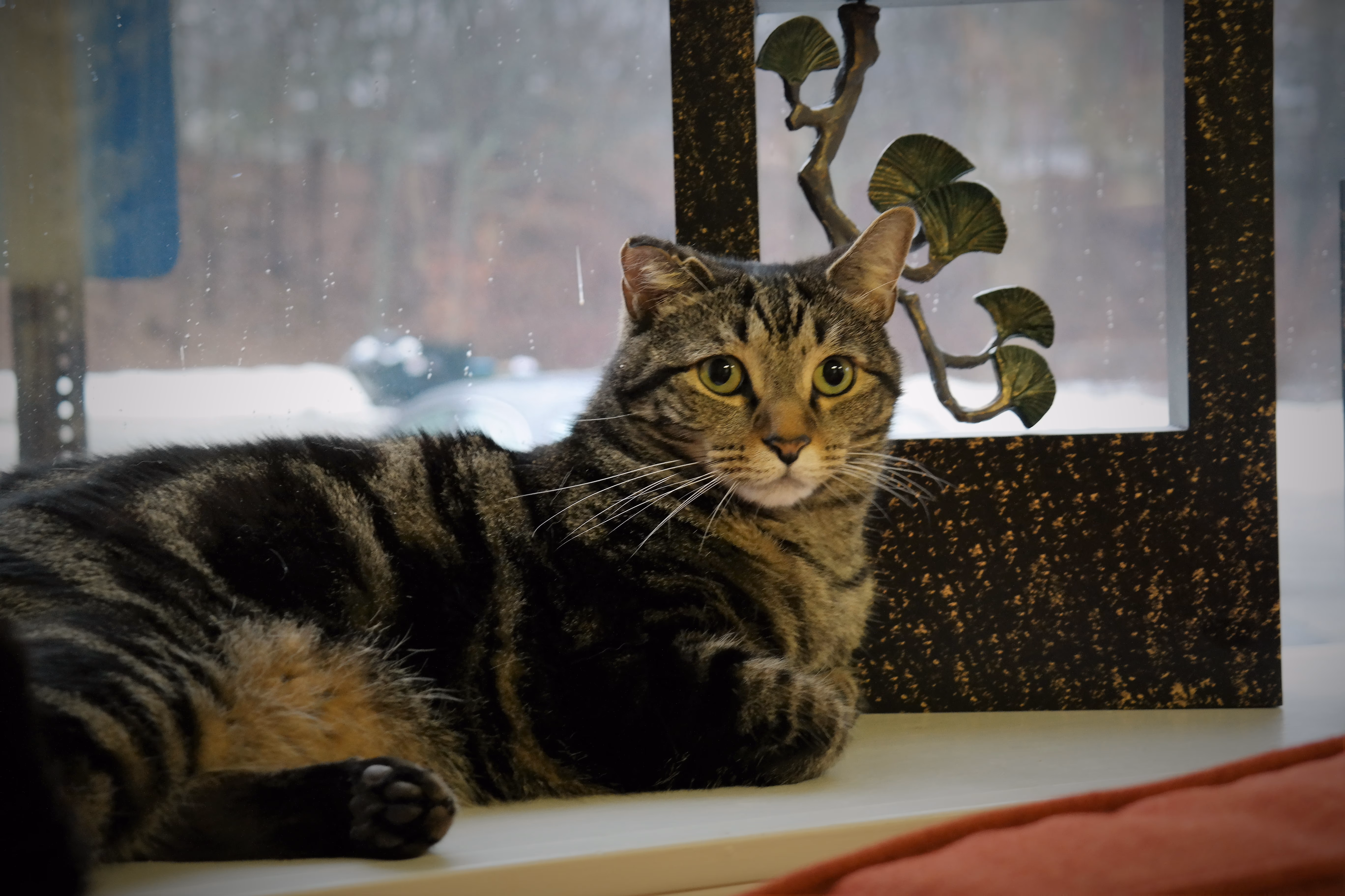 橘虎斑猫 Henry